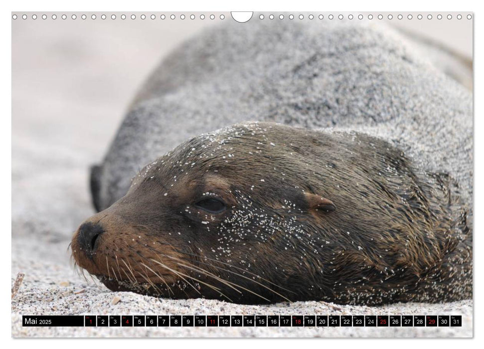 Galapagos Archipel- Faszination Tierwelt (CALVENDO Wandkalender 2025)