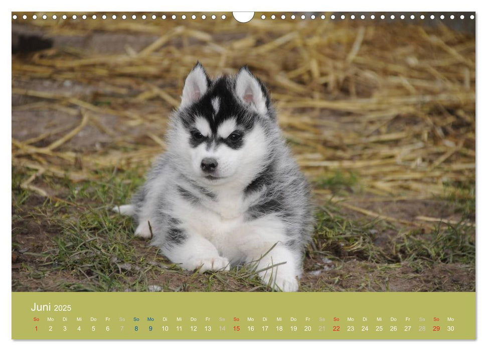 Husky Welpen (CALVENDO Wandkalender 2025)