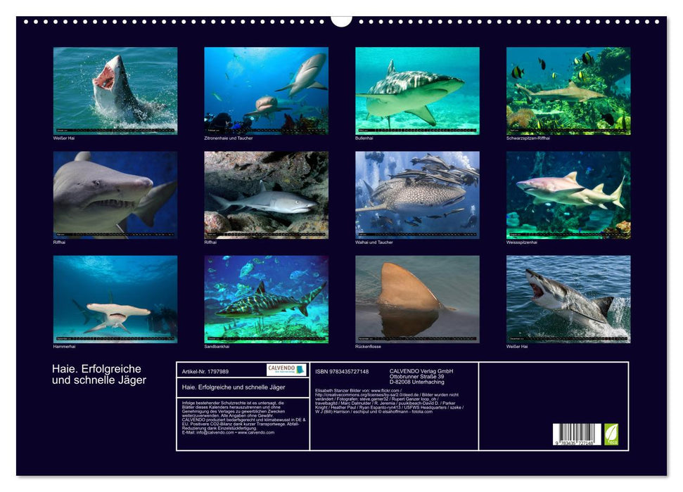 Haie. Erfolgreiche und schnelle Jäger (CALVENDO Wandkalender 2025)