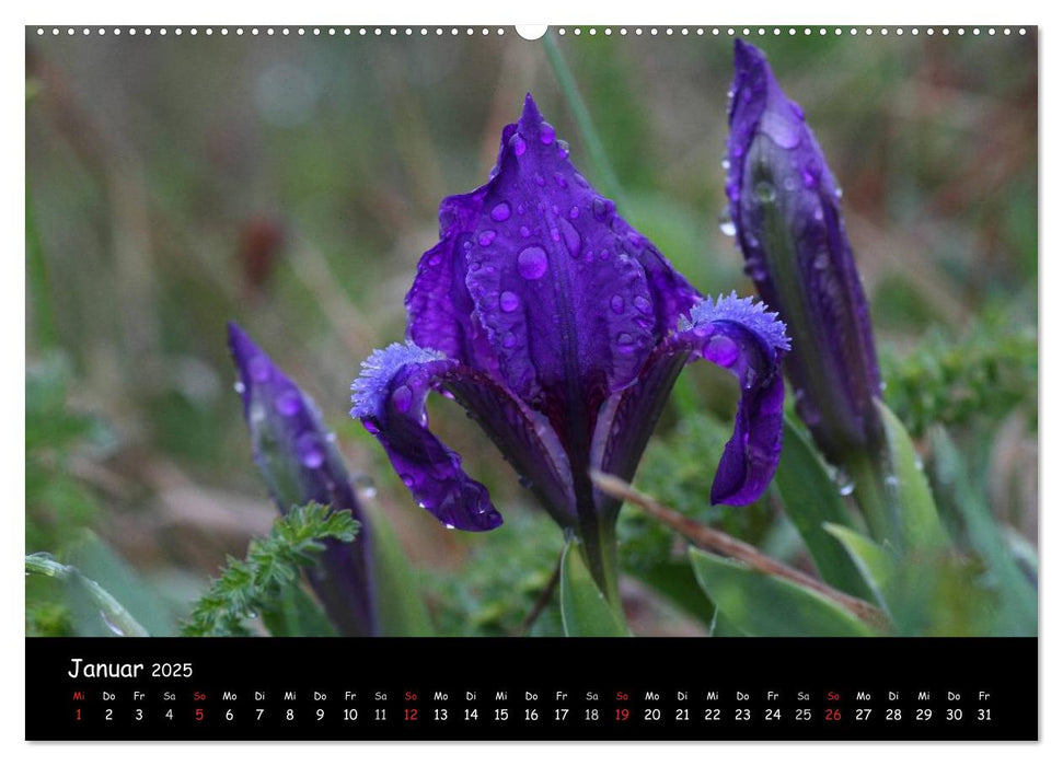 Naturjuwelen - Neusiedler See (CALVENDO Wandkalender 2025)