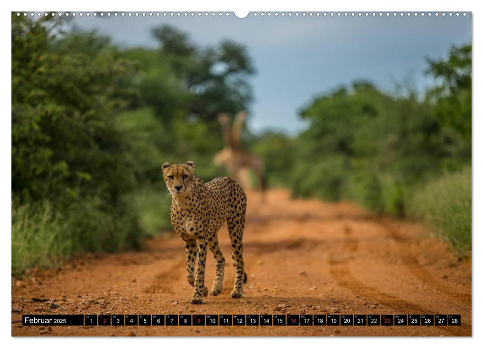 Afrikas wilde Tiere (CALVENDO Wandkalender 2025)