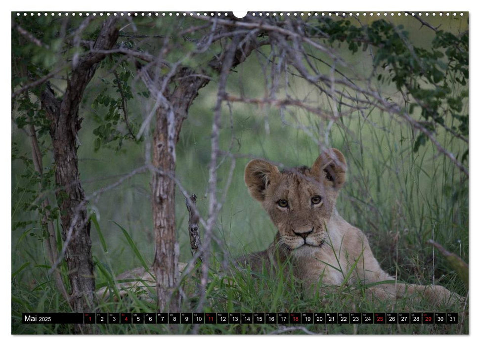 Afrikas wilde Tiere (CALVENDO Wandkalender 2025)