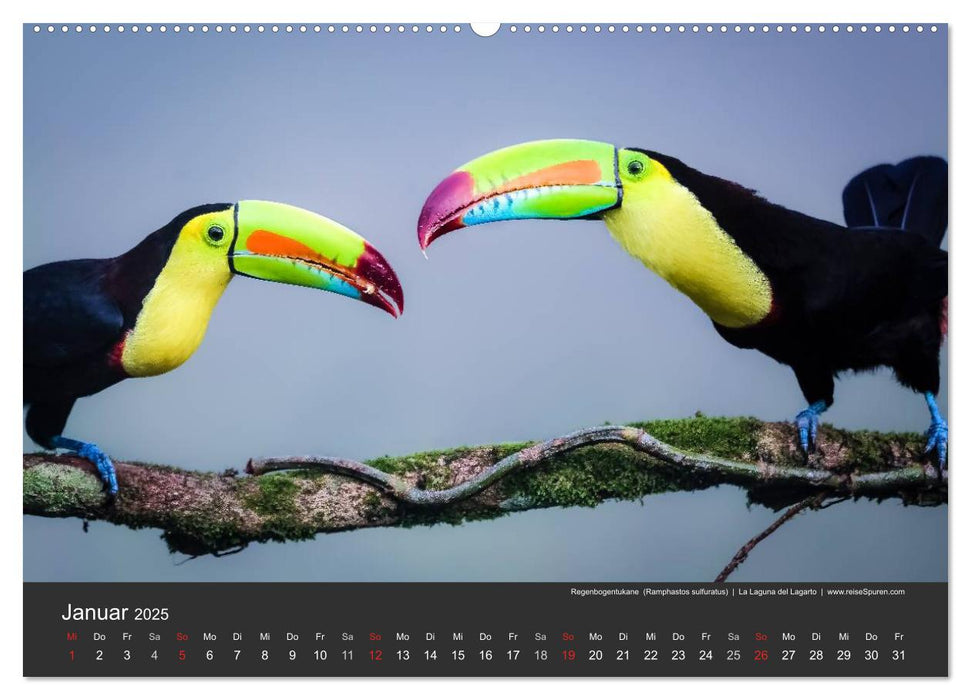 Costa Rica tierisch gut 2025 (CALVENDO Wandkalender 2025)