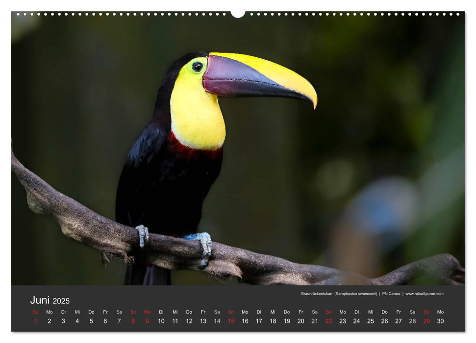 Costa Rica tierisch gut 2025 (CALVENDO Wandkalender 2025)