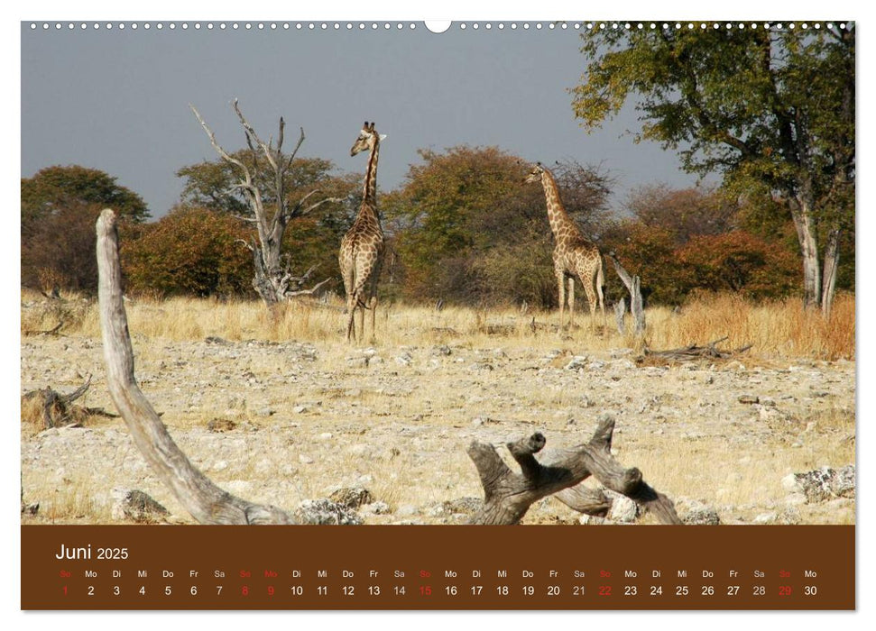 Namibia - faszinierende Menschen und Tiere (CALVENDO Wandkalender 2025)