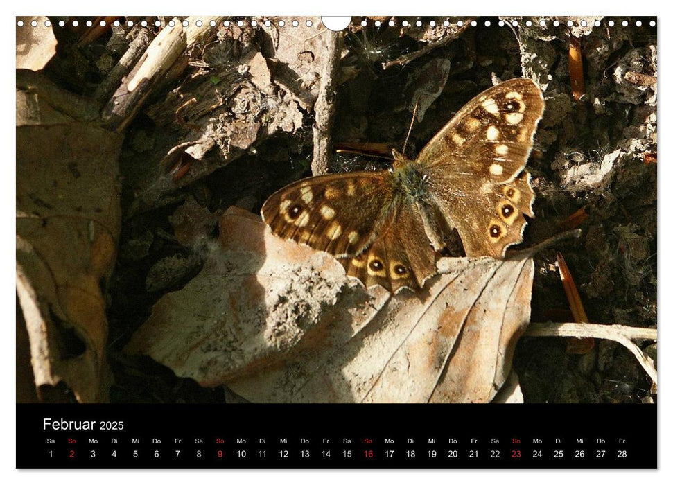 Heimische Schmetterlinge (CALVENDO Wandkalender 2025)