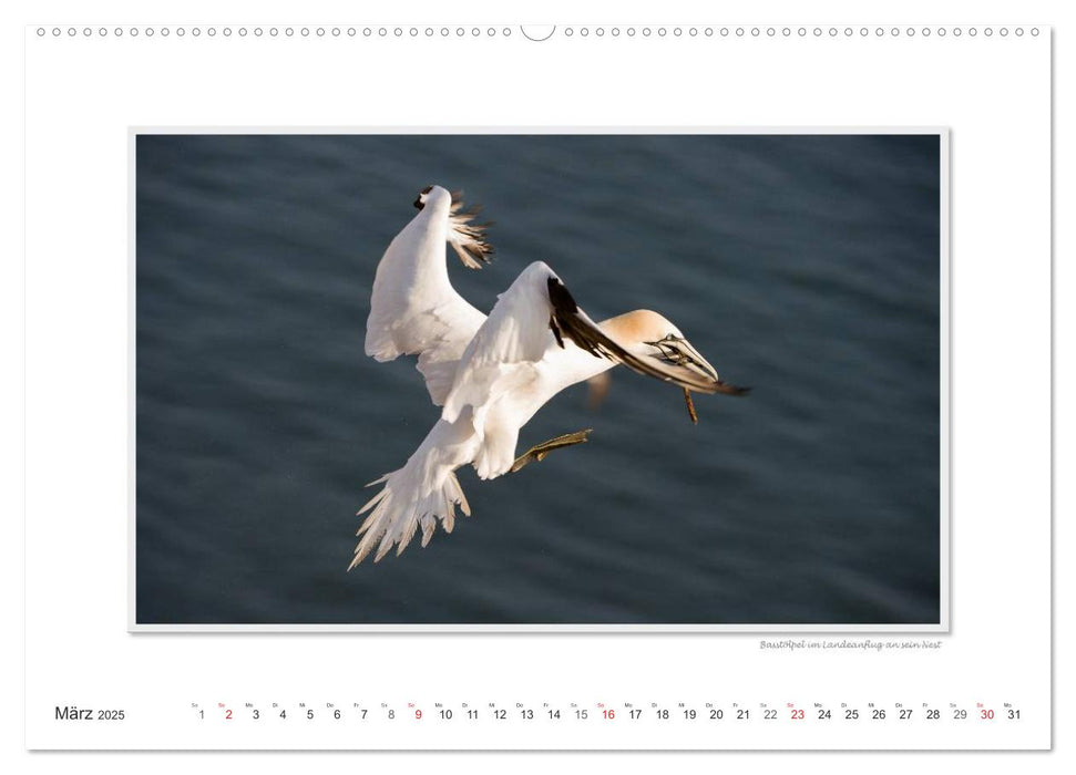 Emotionale Momente: Helgoland – Deutschlands einzige Hochseeinsel. (CALVENDO Wandkalender 2025)