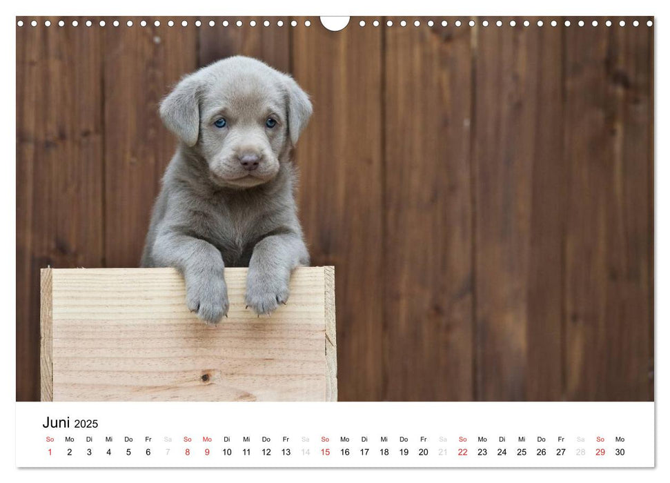 Labrador Welpen (CALVENDO Wandkalender 2025)