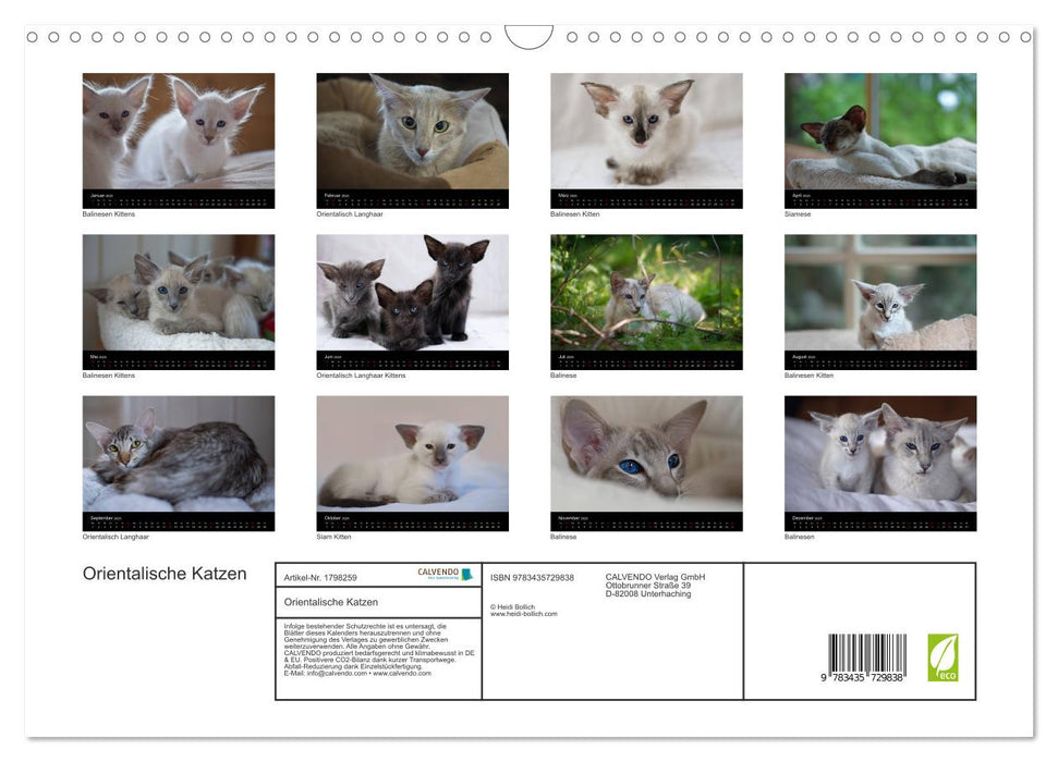 Orientalische Katzen (CALVENDO Wandkalender 2025)