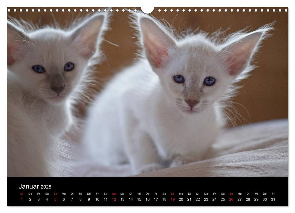 Orientalische Katzen (CALVENDO Wandkalender 2025)