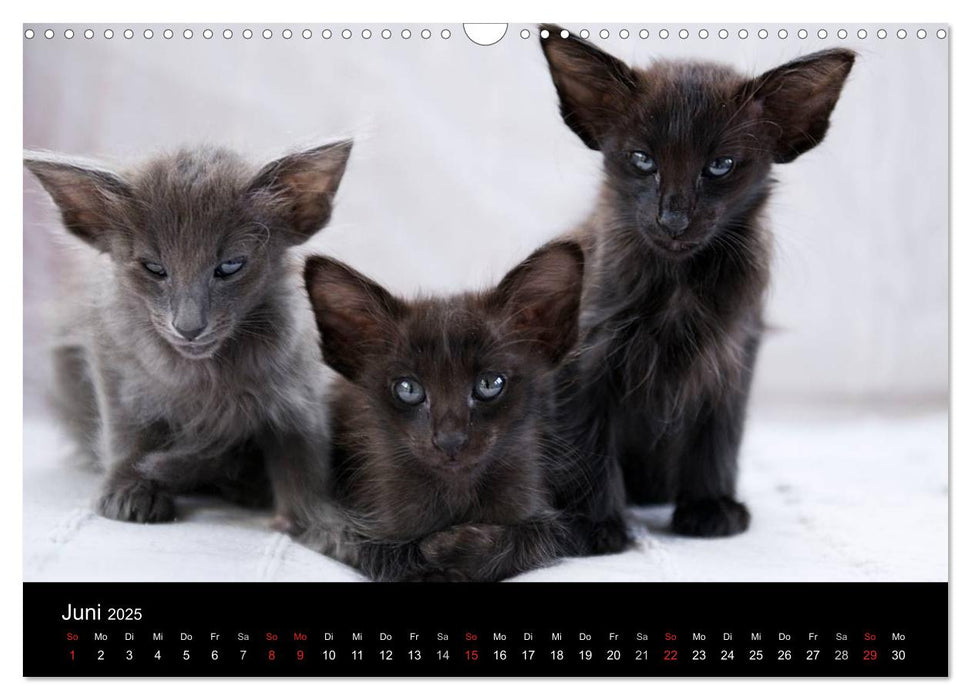 Orientalische Katzen (CALVENDO Wandkalender 2025)