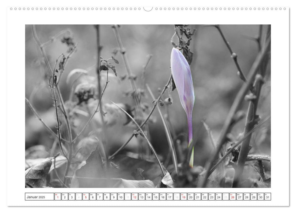 Natur schwarz - weiß Malerei (CALVENDO Wandkalender 2025)