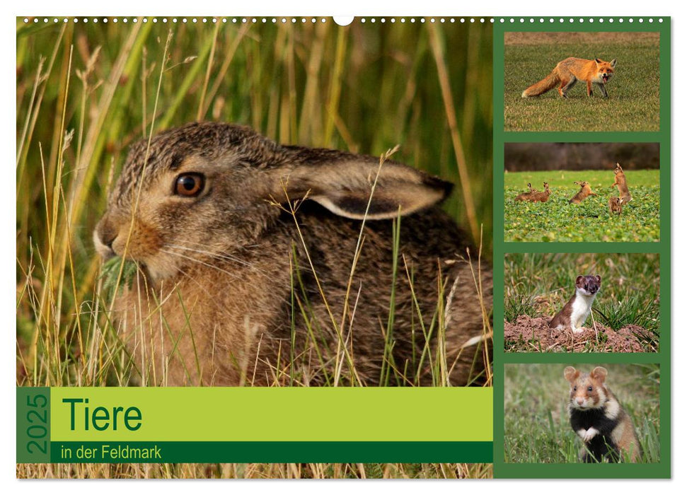 Tiere in der Feldmark (CALVENDO Wandkalender 2025)