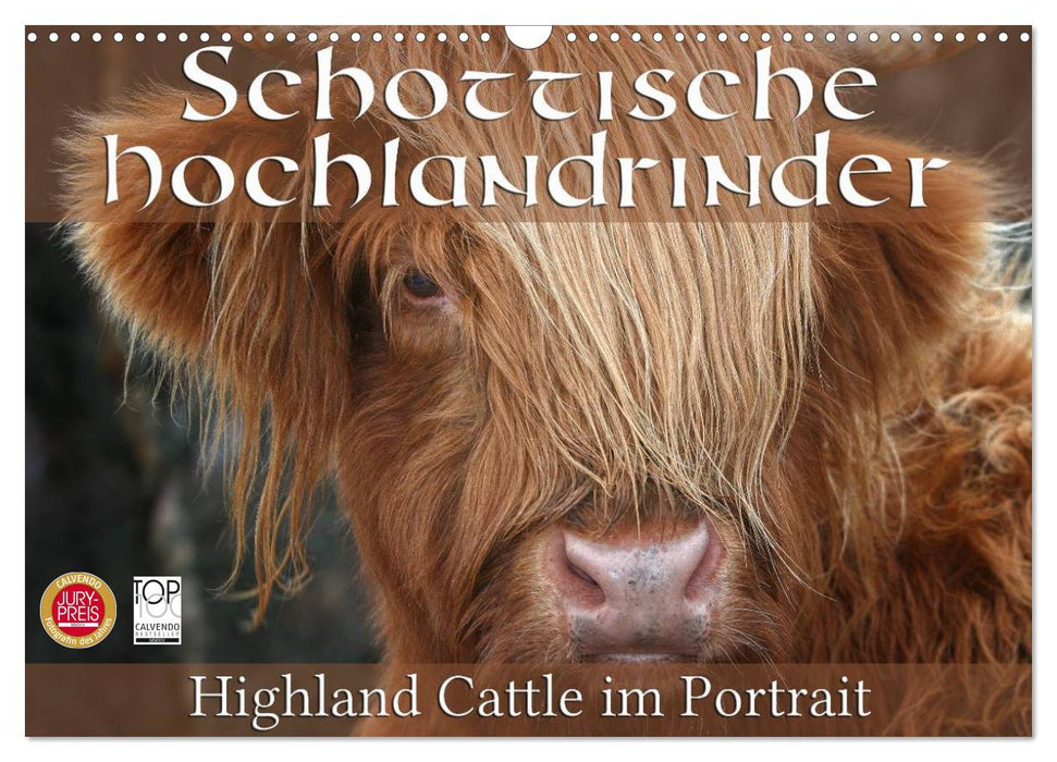 Schottische Hochlandrinder - Highland Cattle im Portrait (CALVENDO Wandkalender 2025)