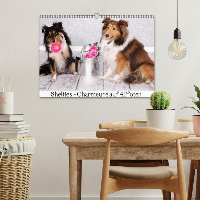 Shelties : Charmeure auf 4 Pfoten (CALVENDO Wandkalender 2025)