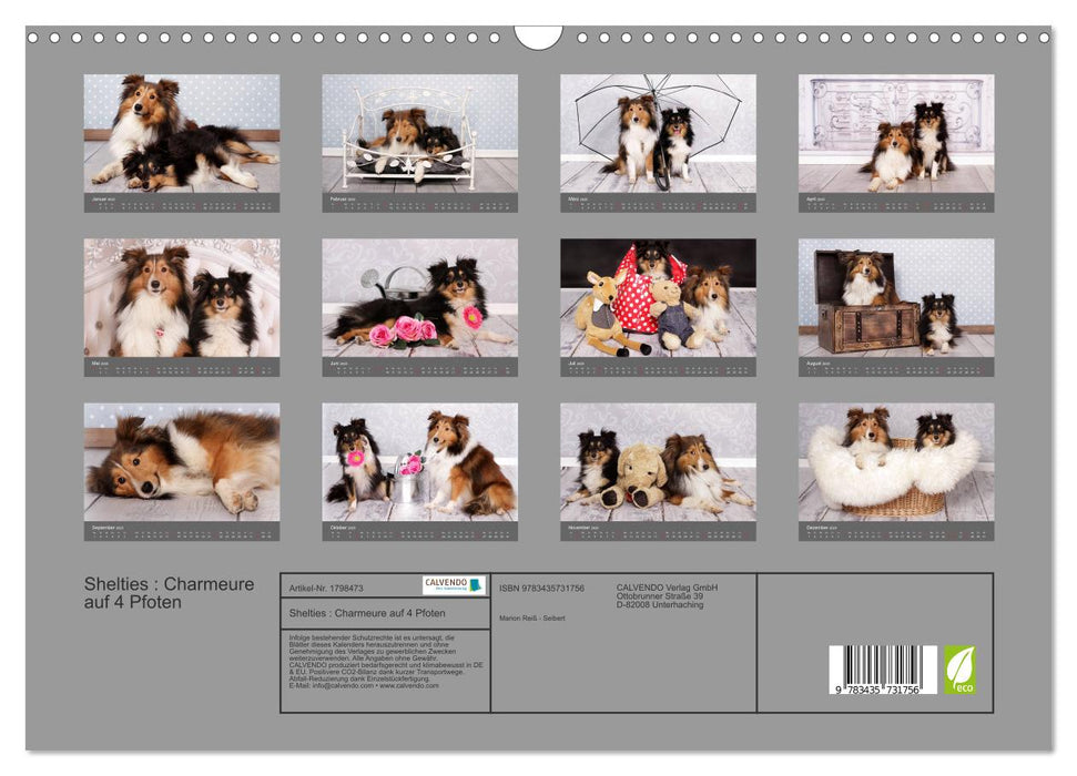 Shelties : Charmeure auf 4 Pfoten (CALVENDO Wandkalender 2025)