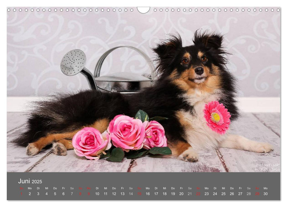 Shelties : Charmeure auf 4 Pfoten (CALVENDO Wandkalender 2025)