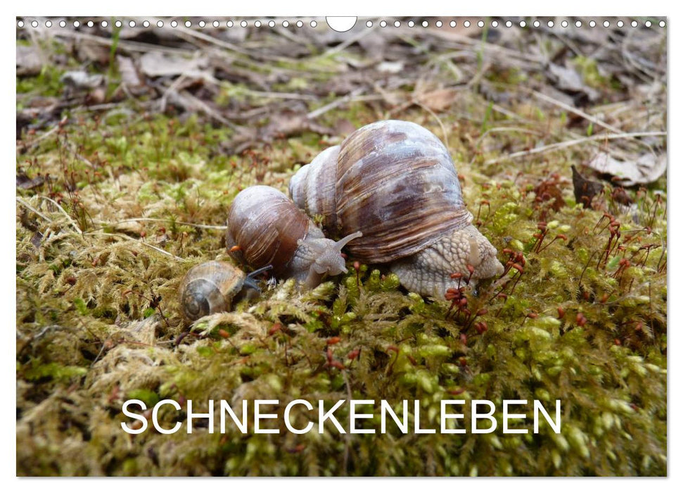 Schneckenleben (CALVENDO Wandkalender 2025)