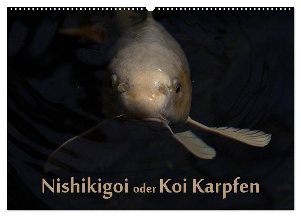 Nishikigoi oder Koi Karpfen (CALVENDO Wandkalender 2025)