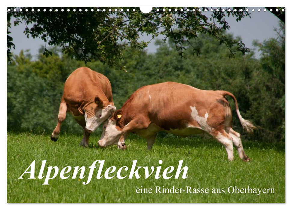 Alpenfleckvieh (CALVENDO Wandkalender 2025)