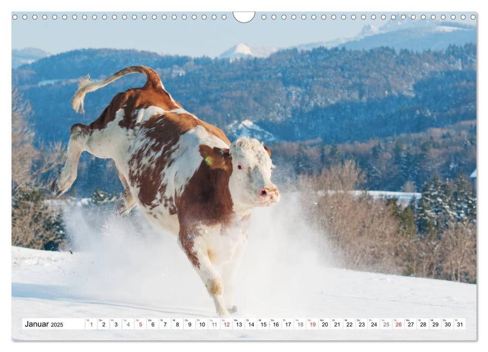 Alpenfleckvieh (CALVENDO Wandkalender 2025)