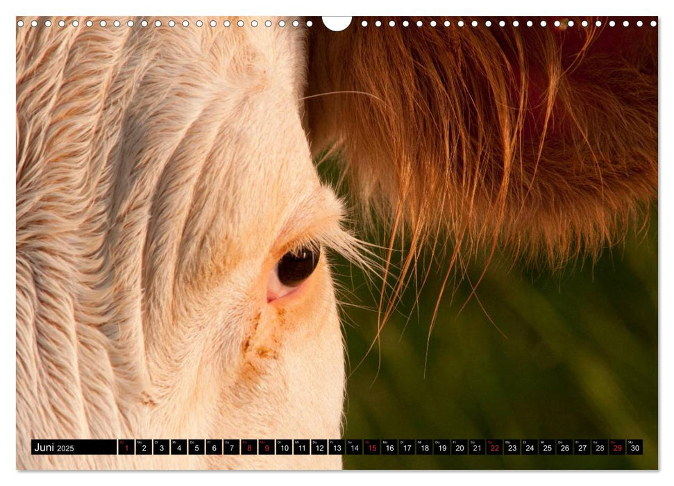 Alpenfleckvieh (CALVENDO Wandkalender 2025)