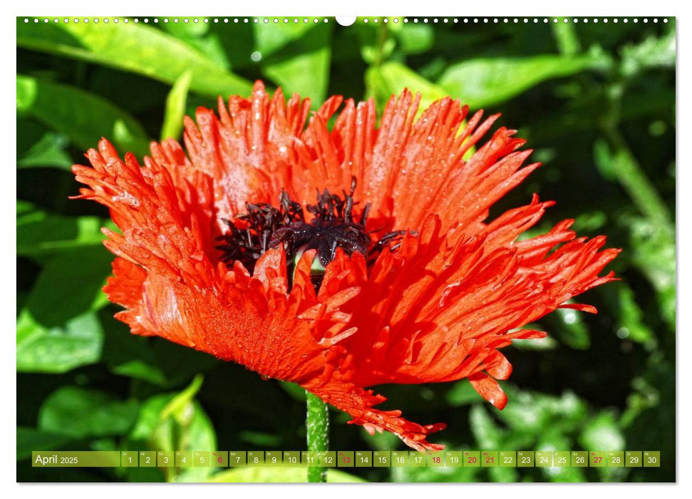 Mohn Tage (CALVENDO Wandkalender 2025)