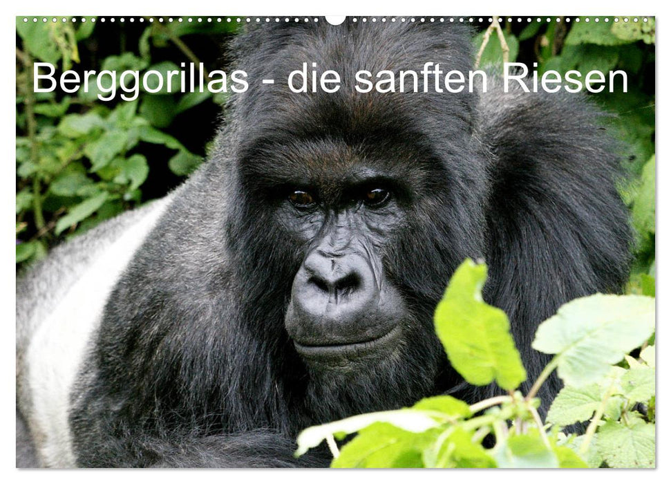 Berggorillas - die sanften Riesen (CALVENDO Wandkalender 2025)