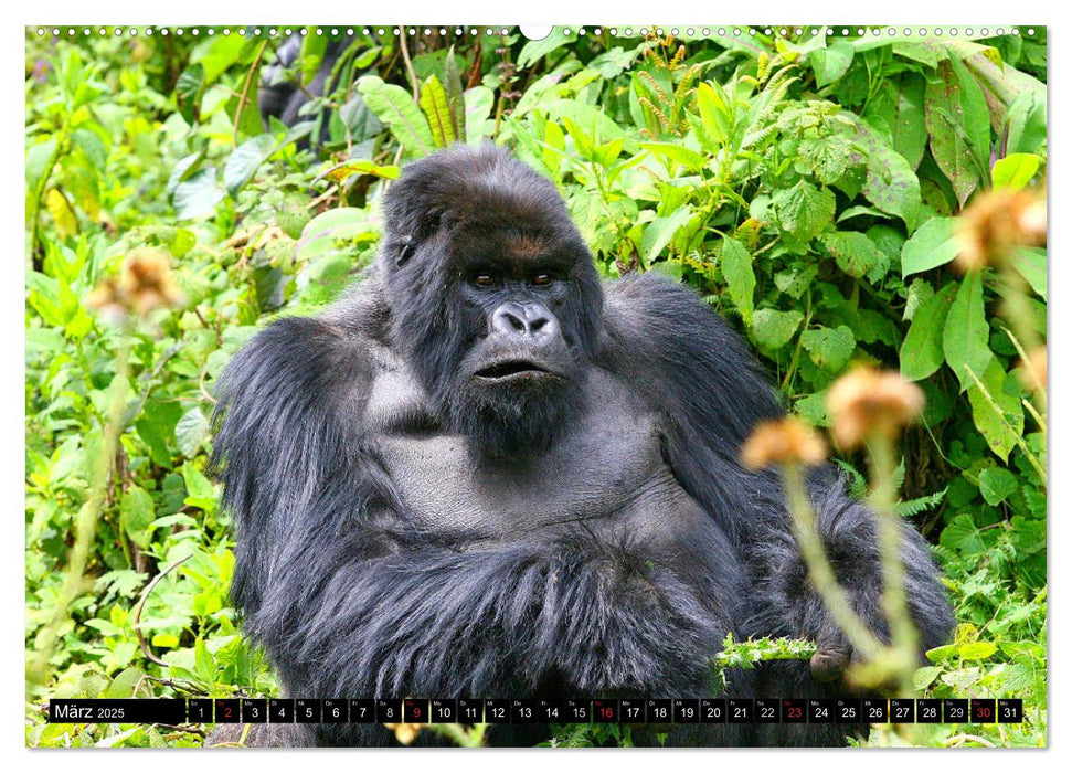 Berggorillas - die sanften Riesen (CALVENDO Wandkalender 2025)