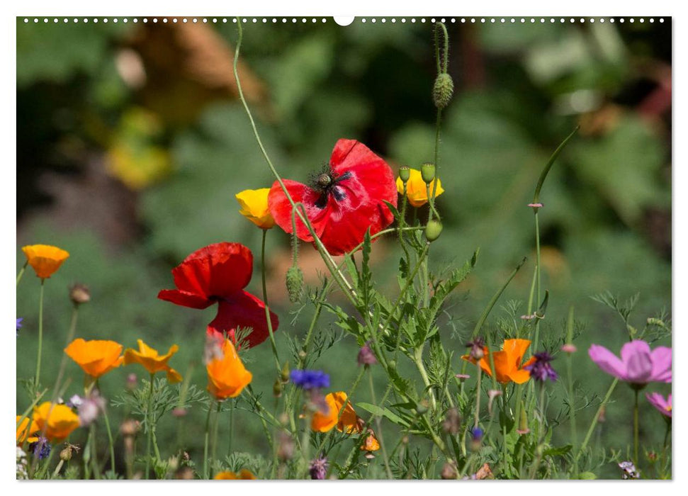 Mohn (CALVENDO Wandkalender 2025)