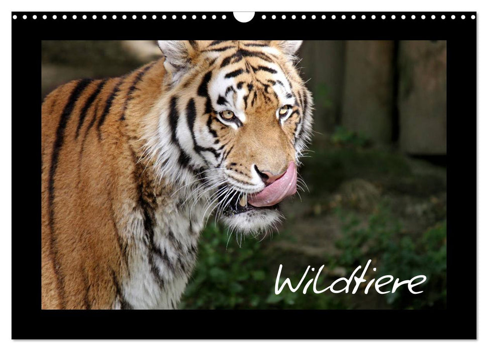 Wildtiere (CALVENDO Wandkalender 2025)