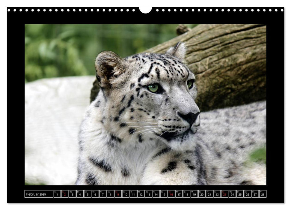 Wildtiere (CALVENDO Wandkalender 2025)