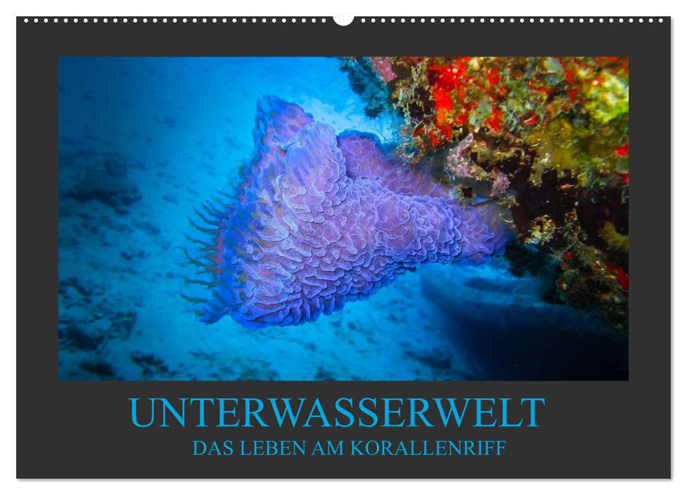 Unterwasserwelt - Das Leben am Korallenriff (CALVENDO Wandkalender 2025)