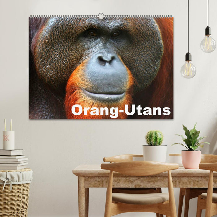 Orang-Utans (CALVENDO Wandkalender 2025)