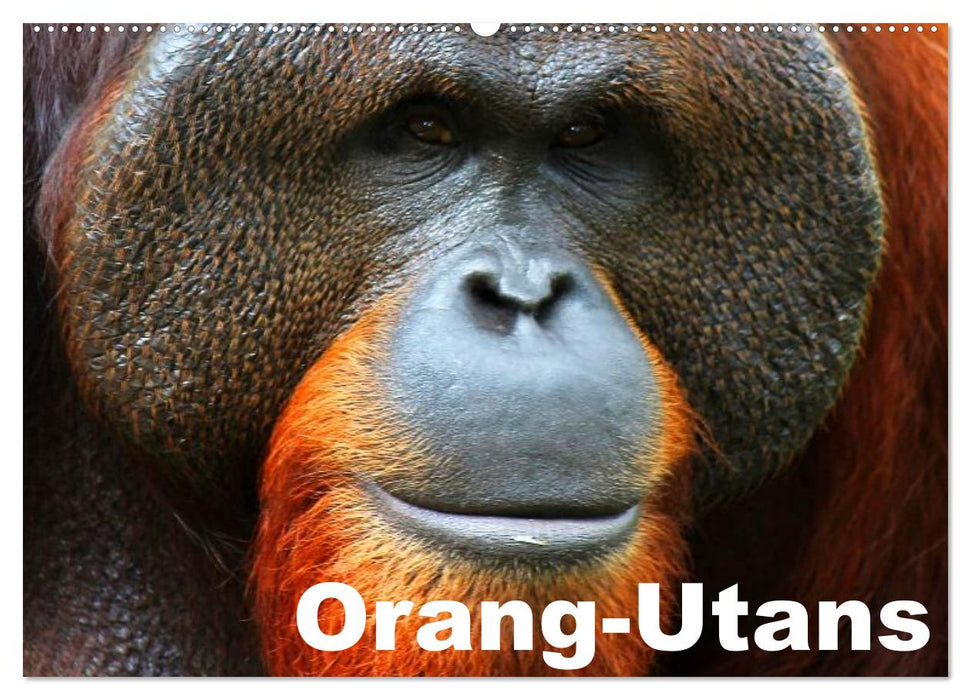 Orang-Utans (CALVENDO Wandkalender 2025)