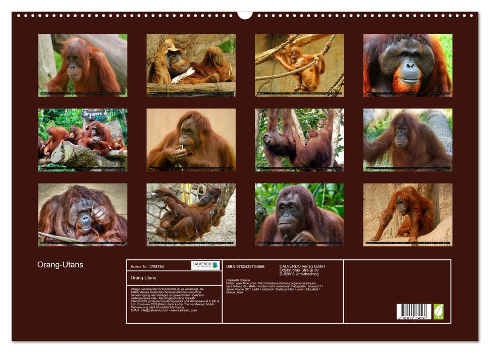 Orang-Utans (CALVENDO Wandkalender 2025)