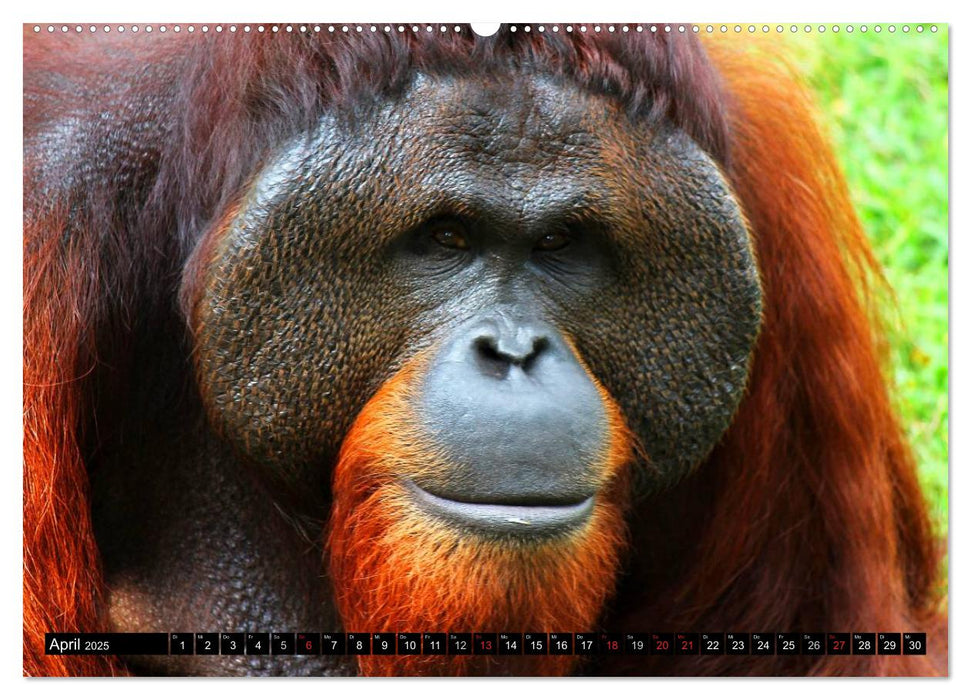 Orang-Utans (CALVENDO Wandkalender 2025)