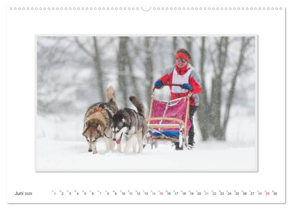 Emotionale Momente: The Art of Huskys. / CH-Version (CALVENDO Wandkalender 2025)