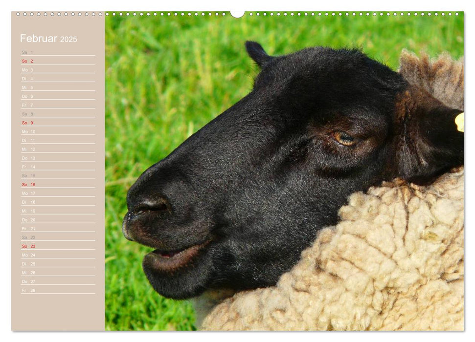 Schafe / Geburtstagskalender (CALVENDO Wandkalender 2025)