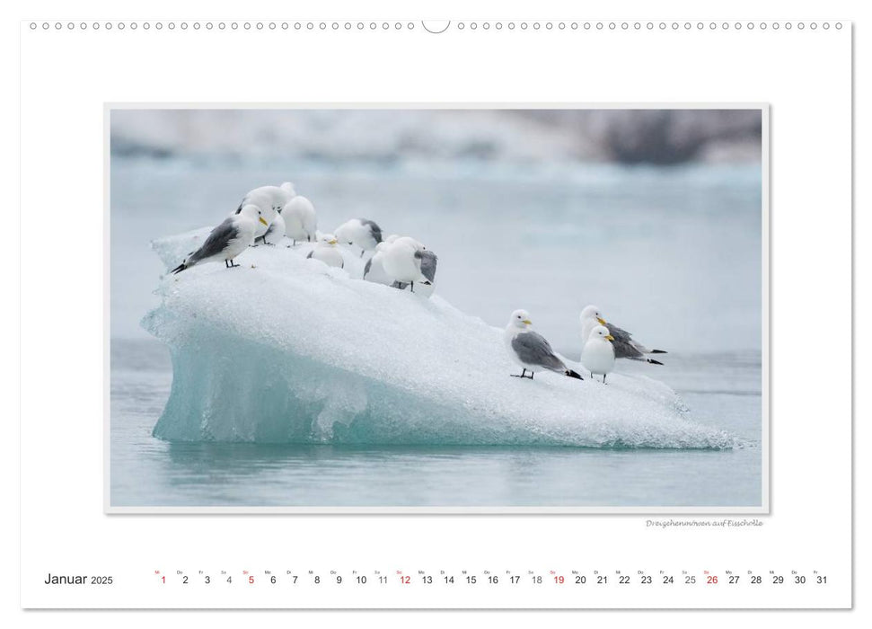 Emotionale Momente: Die Tierwelt der Arktis / CH-Version (CALVENDO Wandkalender 2025)