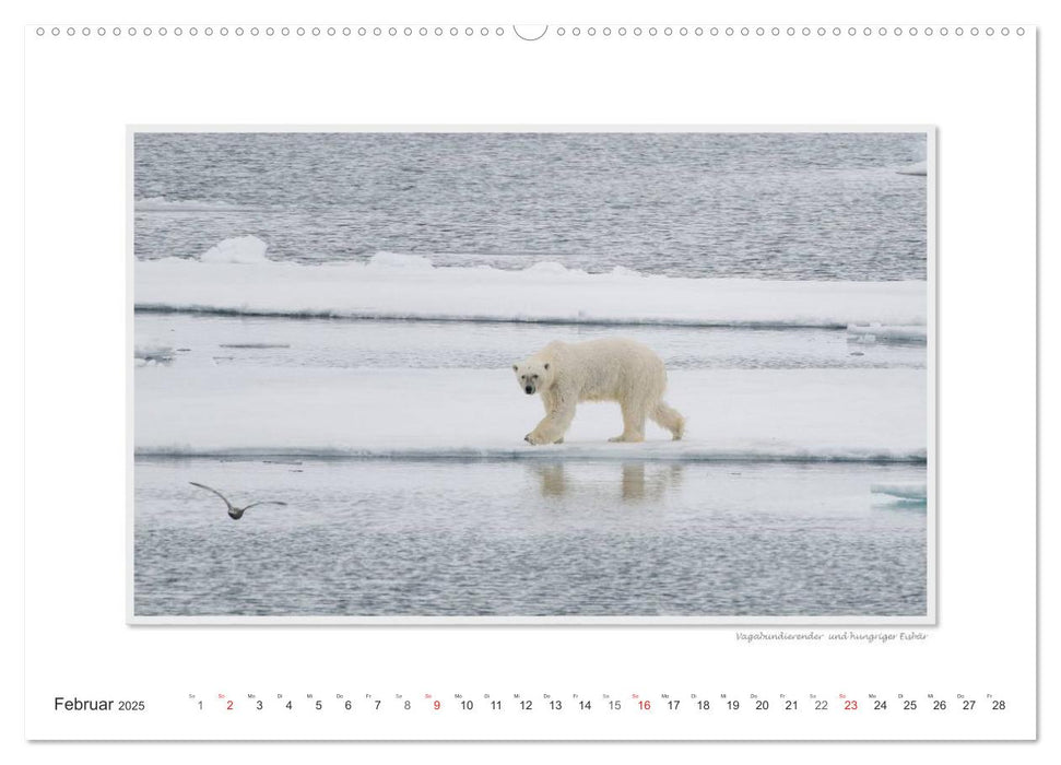 Emotionale Momente: Die Tierwelt der Arktis / CH-Version (CALVENDO Wandkalender 2025)