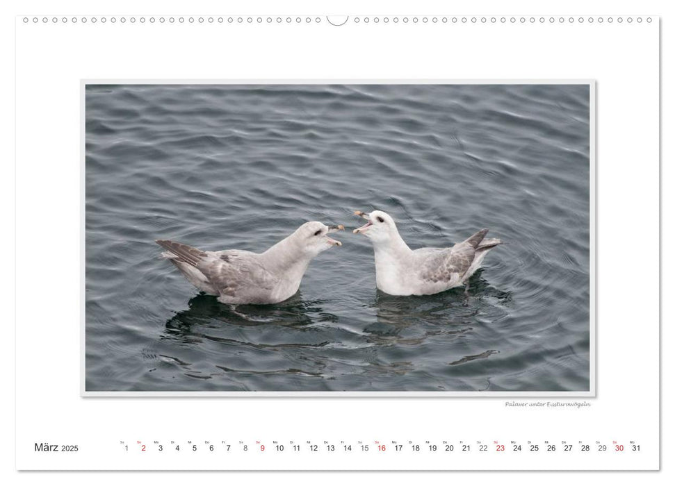 Emotionale Momente: Die Tierwelt der Arktis / CH-Version (CALVENDO Wandkalender 2025)