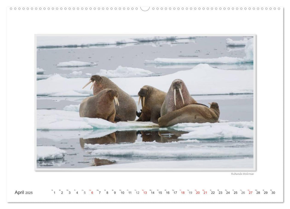 Emotionale Momente: Die Tierwelt der Arktis / CH-Version (CALVENDO Wandkalender 2025)