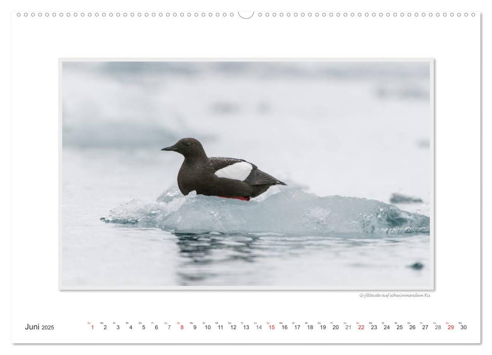 Emotionale Momente: Die Tierwelt der Arktis / CH-Version (CALVENDO Wandkalender 2025)