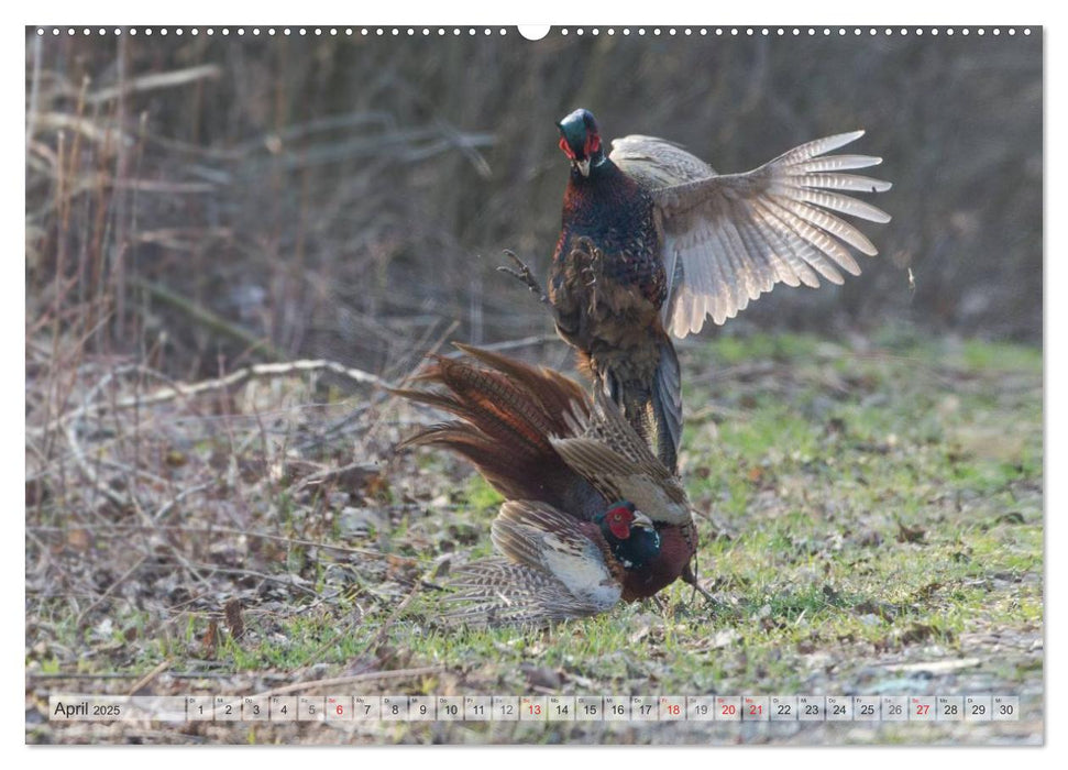 Emotionale Momente: Die Balz der Fasane / CH-Version (CALVENDO Wandkalender 2025)