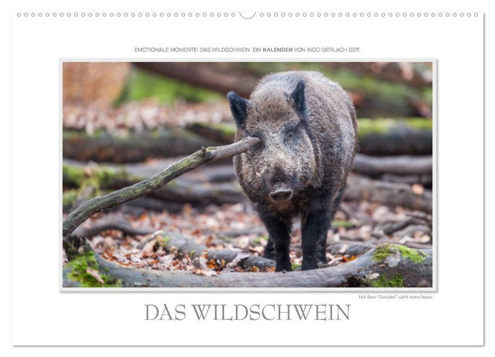 Emotionale Momente: Das Wildschwein. / CH-Version (CALVENDO Wandkalender 2025)