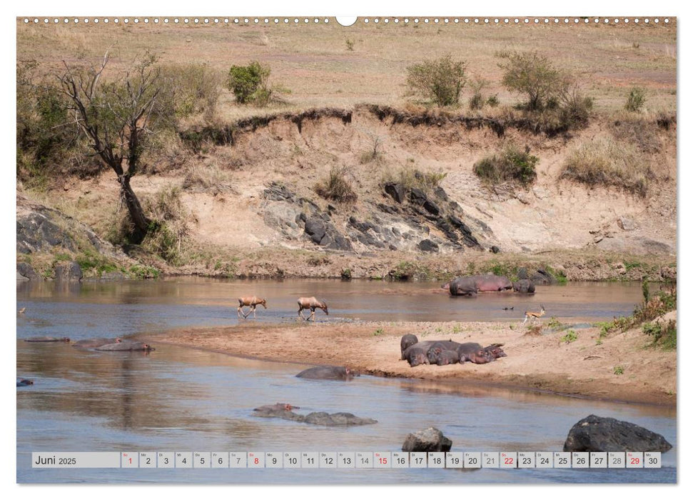 Emotionale Momente. Happy Hippo / CH-Version (CALVENDO Wandkalender 2025)