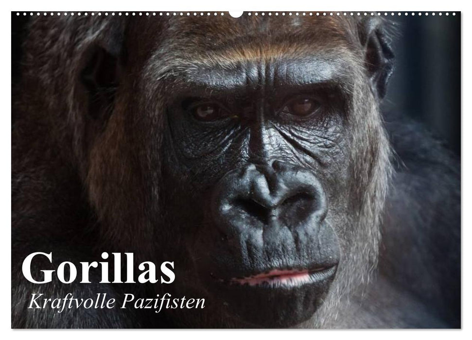 Gorillas. Kraftvolle Pazifisten (CALVENDO Wandkalender 2025)