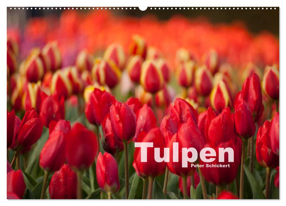 Tulpen (CALVENDO Wandkalender 2025)