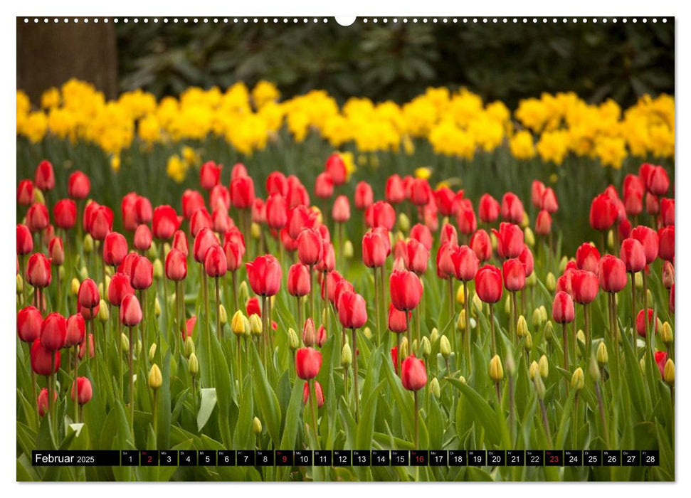 Tulpen (CALVENDO Wandkalender 2025)